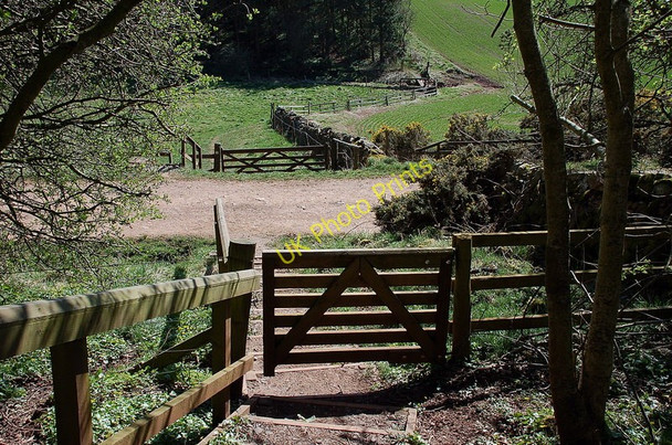 Photo 6"x4" St Cuthbert's Way, Greenside Plantation Bowden\/NT5530 c2011