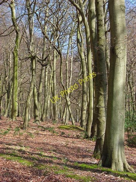 Photo 6"x4" Shambridge Wood Pishill Bank c2008