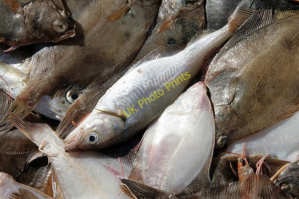 Photo 6"x4" A fish box contents at Victoria Harbour, Dunbar Dunbar c2011