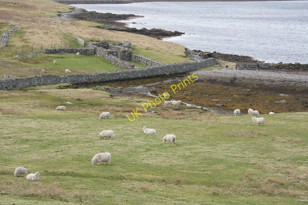 Photo 6"x4" Sheep above the shoreline near West Lunna Voe Lunna c2011