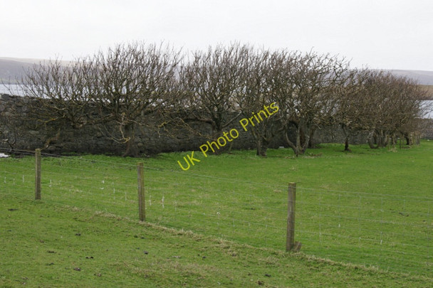Photo 6"x4" Line of trees at Lunna Lunna c2011