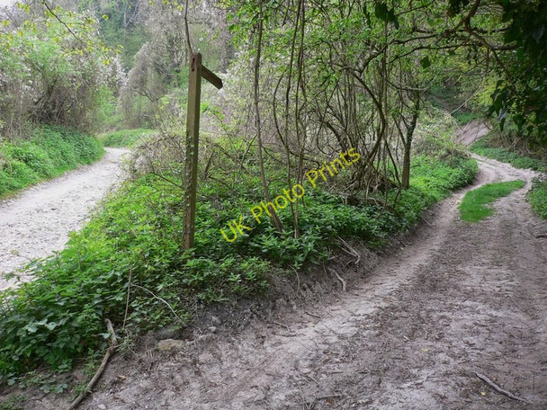 Photo 6"x4" Rights of Way diverge in Northcomb Wood Sutton\/SU9715 c2011