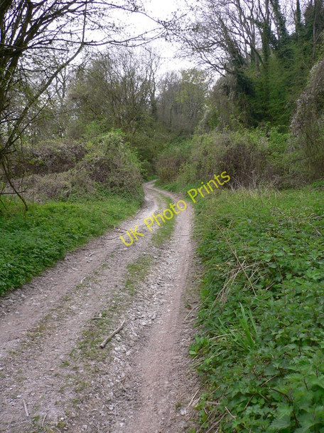 Photo 6"x4" Track in Northcomb Wood (2) Sutton\/SU9715 c2011