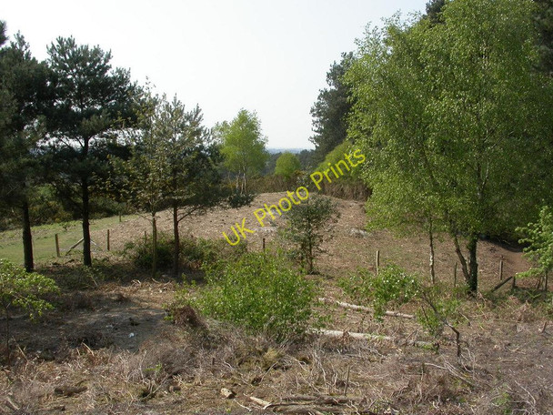 Photo 6"x4" Avon Heath, tumulus Grange Estate c2011