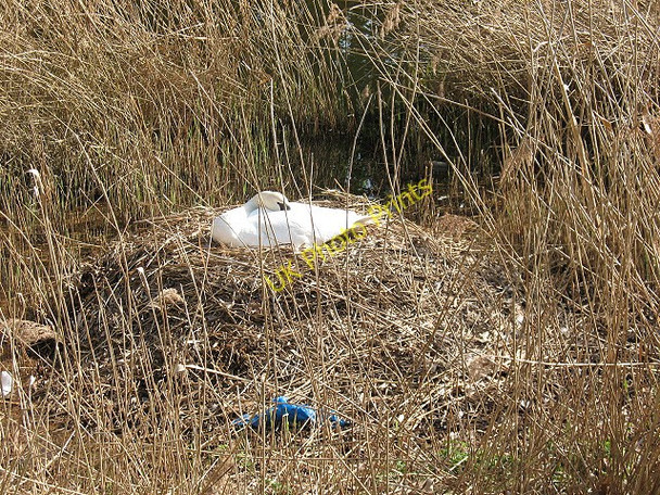 Photo 6"x4" Nesting swan Hounslow c2011