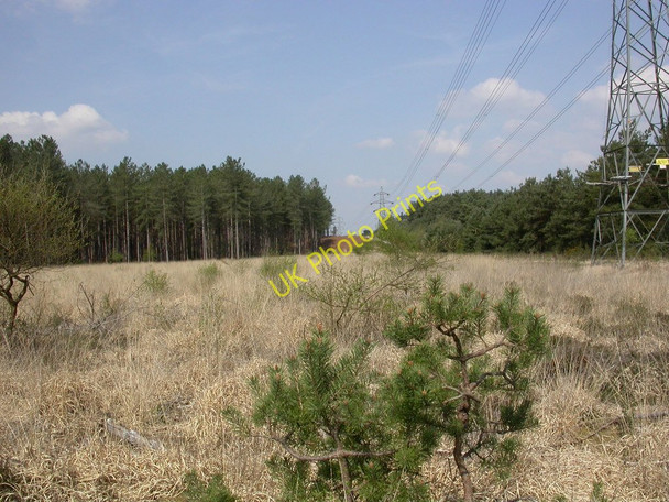 Photo 6"x4" Hurn Forest, grassland Grange Estate c2011