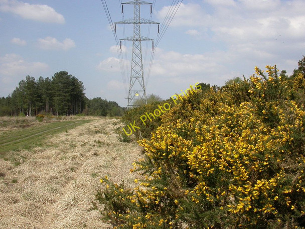 Photo 6"x4" Hurn Forest, gorse bank Grange Estate c2011