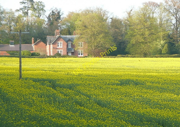 Photo 6"x4" Towards Northbrook Farm West Stratton c2011