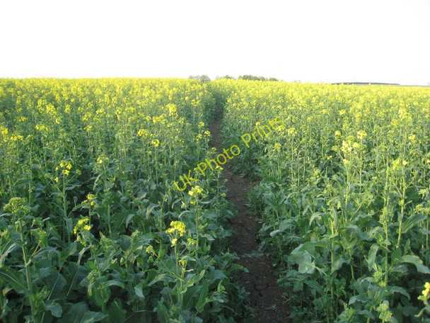 Photo 6"x4" The footpath to Howsham Howsham\/TA0404 c2011