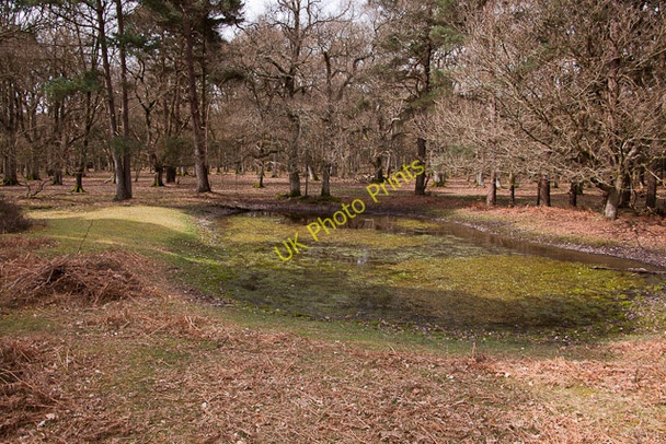 Photo 6"x4" Pond in Red Shoot Wood, Linwood Linwood\/SU1809 c2011