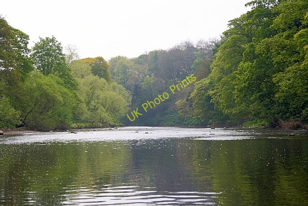 Photo 6"x4" River Tees near Bolton Park Wood Girsby\/NZ3508 c2011
