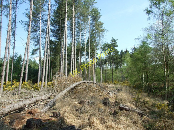 Photo 6"x4" Ringwood Forest, Fallen Trees Ebblake c2011