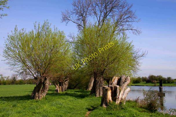 Photo 6"x4" Willows line the Thames Path Little Wittenham c2011