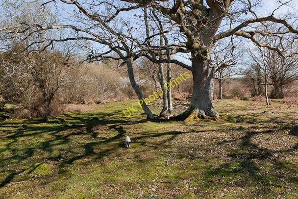 Photo 6"x4" Latchmore Brook restoration Ogdens c2011