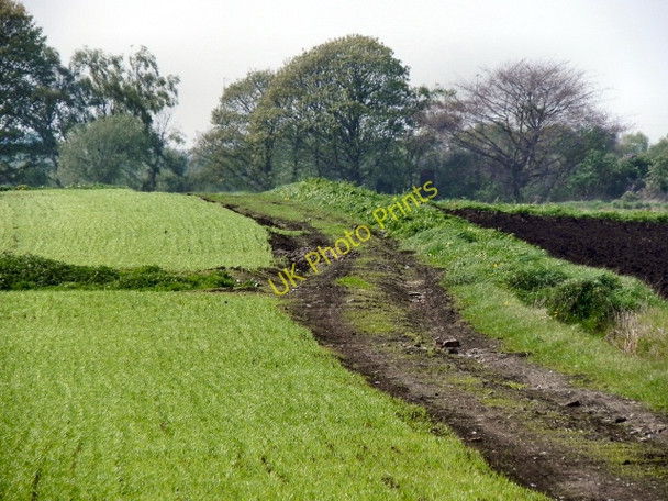 Photo 6"x4" Rixton Moss Rixton c2011