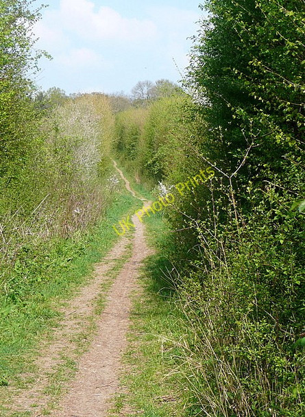 Photo 6"x4" Footpath towards Worting Wood Wootton St Lawrence c2011