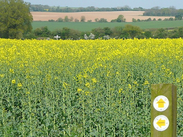 Photo 6"x4" North of Worting Wood Wootton St Lawrence c2011