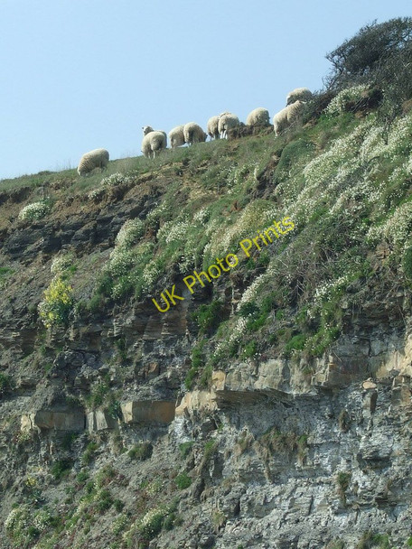 Photo 6"x4" Cliff Top Sheep, Kimmeridge Bay Tyneham c2011