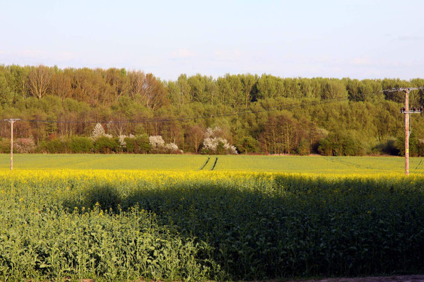 Photo 6"x4" Looking over a field towards The Jenet The Platt c2011