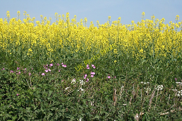 Photo 6"x4" Cullompton: edge of crop Colebrook c2011