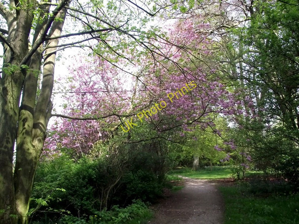 Photo 6"x4" Cherry blossom Biddulph c2011