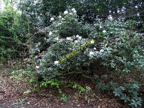 Photo 6"x4" Rhododendron bush Biddulph c2011