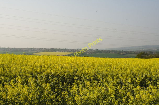 Photo 6"x4" Field of Rape Barugh\/SE3108 c2011