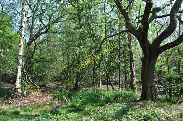 Photo 6"x4" Moseley Bog Nature Reserve Sparkhill c2011