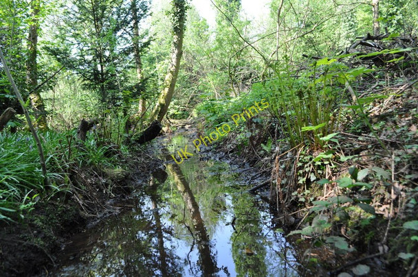 Photo 6"x4" Moseley Bog Nature Reserve Sparkhill c2011 P3