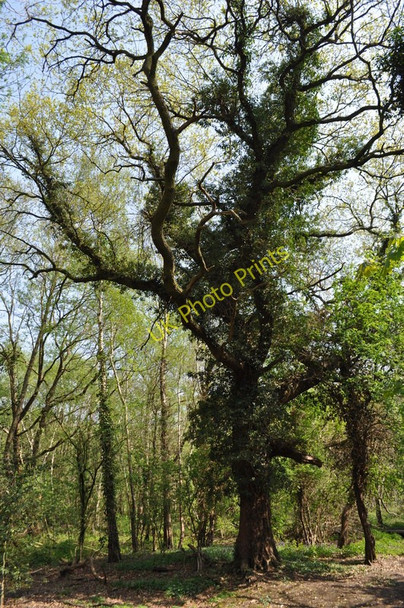 Photo 6"x4" Moseley Bog Nature Reserve Sparkhill c2011 P2