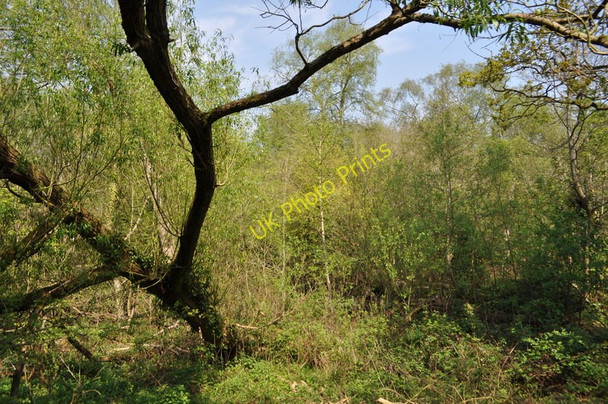 Photo 6"x4" Moseley Bog Nature Reserve Sparkhill c2011