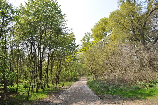 Photo 6"x4" Moseley Bog Nature Reserve Sparkhill c2011 P1