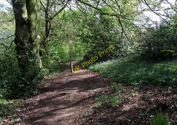 Photo 6"x4" Back along the path Biddulph c2011