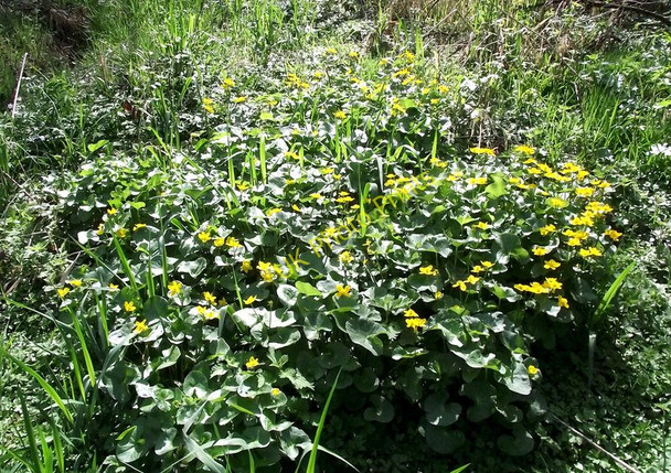 Photo 6"x4" Marsh Marigolds Biddulph c2011