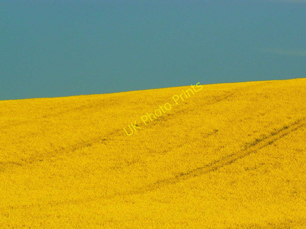 Photo 6"x4" Oilseed rape near Shipley Bottom, Wiltshire Upper Upham c2011