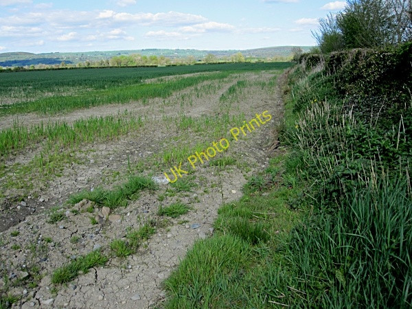 Photo 6"x4" Hedgerow & Cornfield Kilkenny\/S5156 c2011