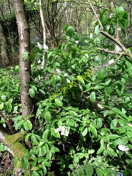 Photo 6"x4" Bird Cherry Biddulph c2011