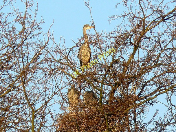 Photo 6"x4" Heronry, Coate Water, Swindon Coate\/SU1882 c2008