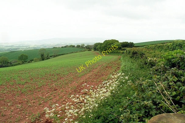 Photo 6"x4" Field margin, Stout's Way Lane Rodhuish c2007
