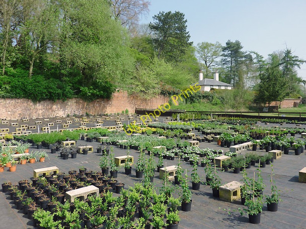 Photo 6"x4" Prestwood Cave Nursery near Stourton, Staffordshire Prestwood\/SO8686 c2011