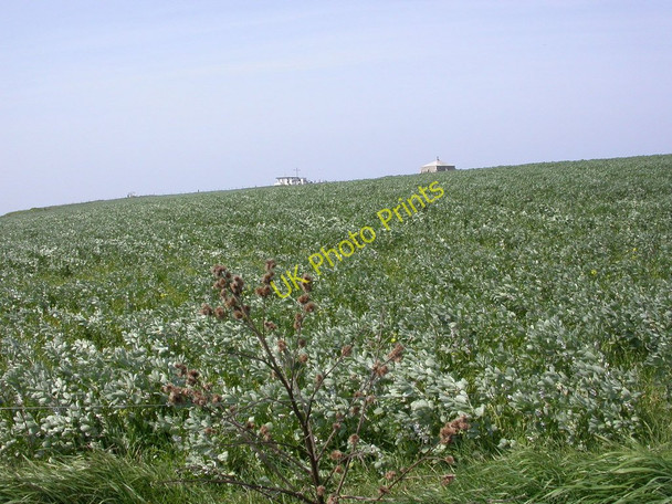 Photo 6"x4" St. Aldhelm's Head, crop field Worth Matravers c2011