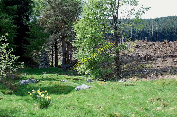 Photo 6"x4" Logging in Dollar forest Langhaugh\/NT2031 c2011