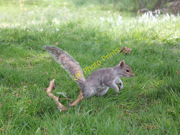 Photo 6"x4" Grey Squirrel in Hyde Park Westminster c2011