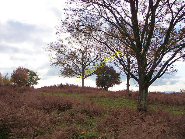 Photo 6"x4" Trees on Woolbeding Common Redford\/SU8626 c2010