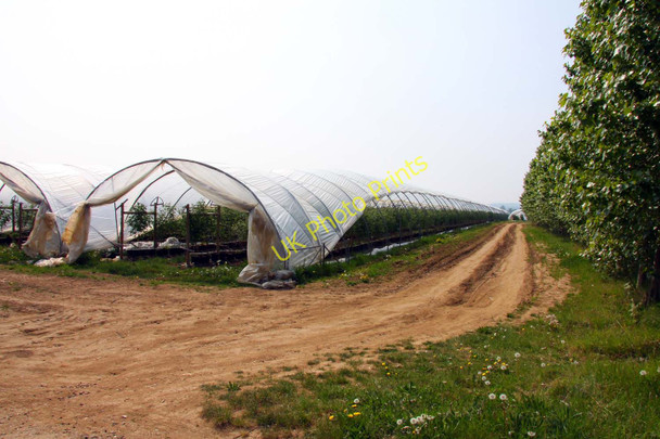 Photo 6"x4" Polytunnel by Mumbery Hill The Holt c2011