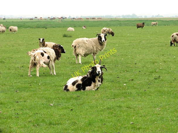 Photo 6"x4" Sheep grazing in Halvergate Marshes Halvergate c2011