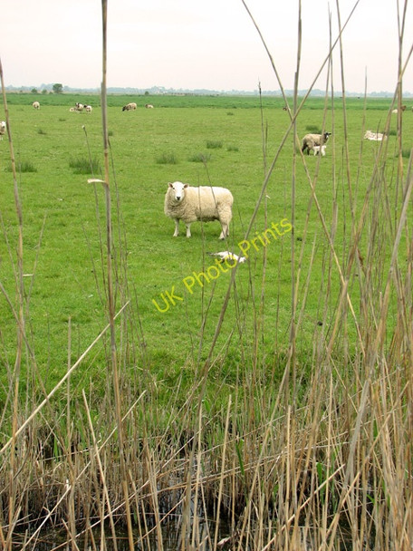 Photo 6"x4" Ewes and lambs in Halvergate Marshes Halvergate c2011