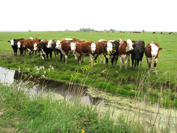 Photo 6"x4" Welcoming committee in the Halvergate Marshes Halvergate c2011