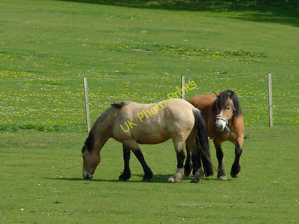 Photo 6"x4" Horses grazing near Gothersley, Staffordshire Prestwood\/SO8686 c2011