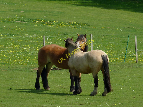 Photo 6"x4" Friendly horses near Gothersley, Staffordshire Prestwood\/SO8686 c2011